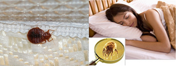 Mattress Cleaning Potomac, MD