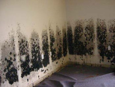 Mold and Mildew Removal Potomac,  MD