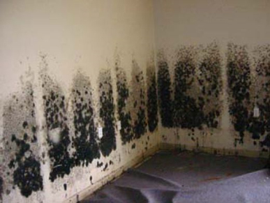 Mold and Mildew Removal Potomac, MD
