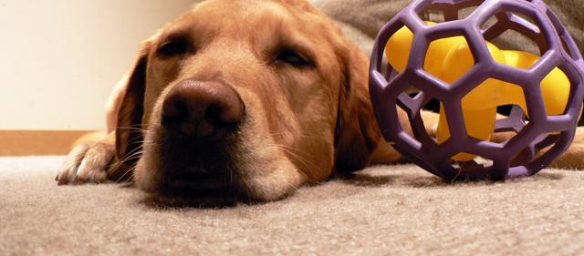 Pet Stain and Odor Removal Potomac, MD