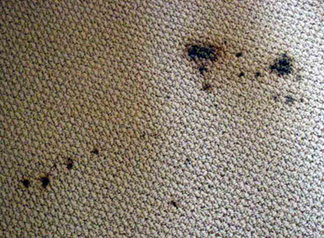 Spot & Stain Removal Potomac, MD
