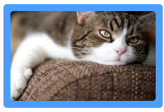 Upholstery Cleaning Potomac, MD